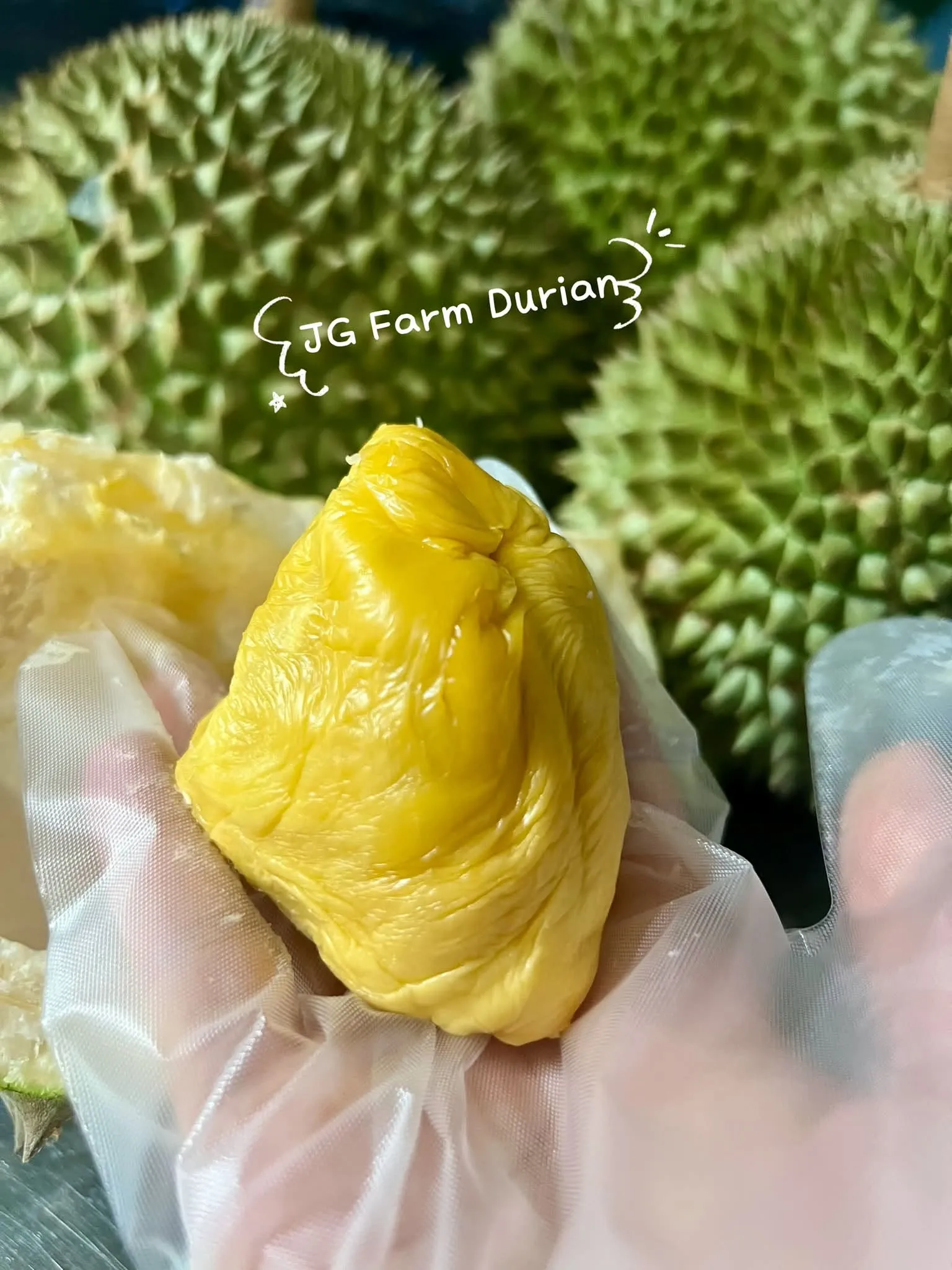 Hand holding a piece of golden Black Thorn durian flesh, with the spiky fruit in the background