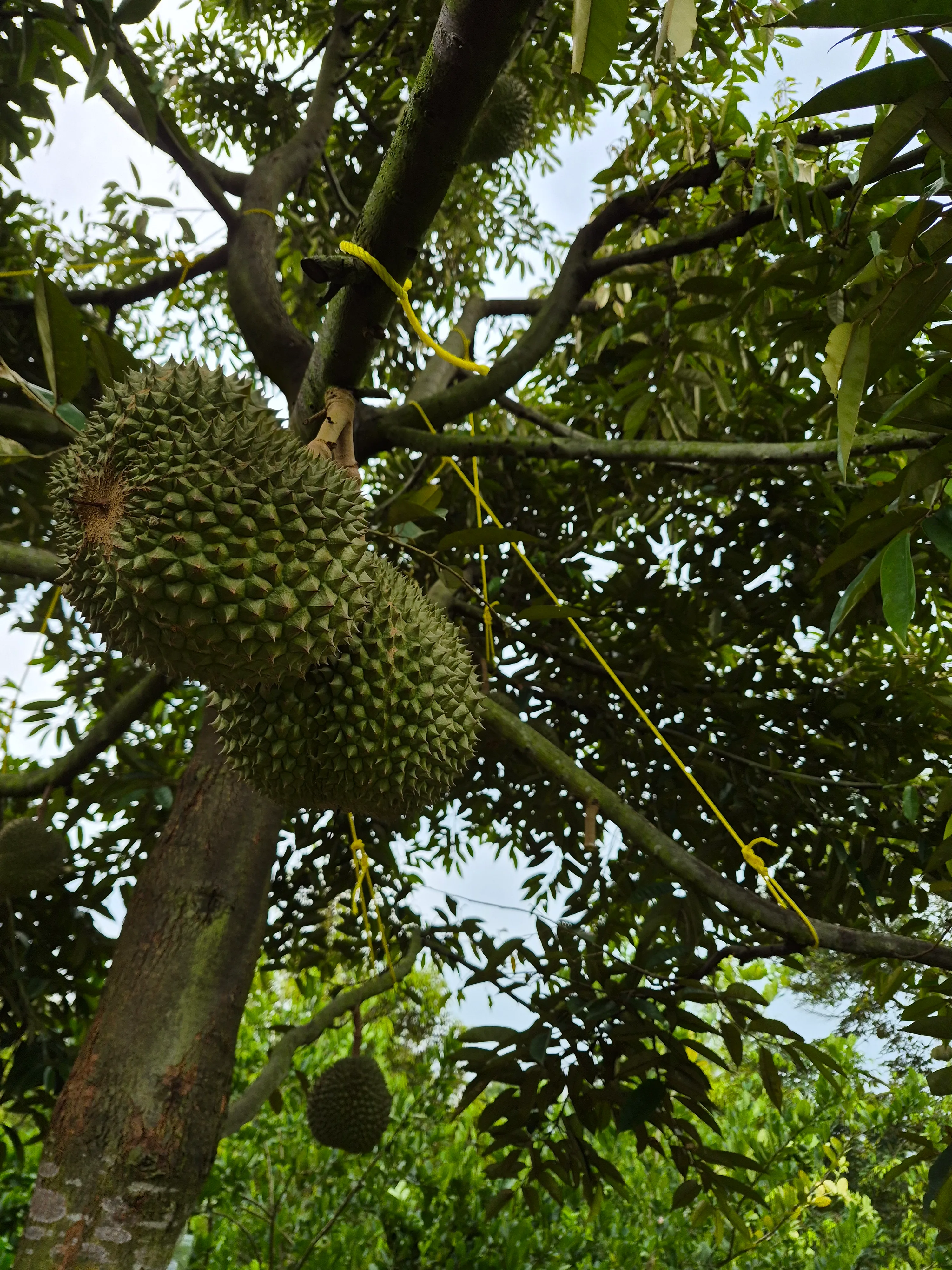 Black Thorn durian fruit hanging in the tree canopy, tied for support