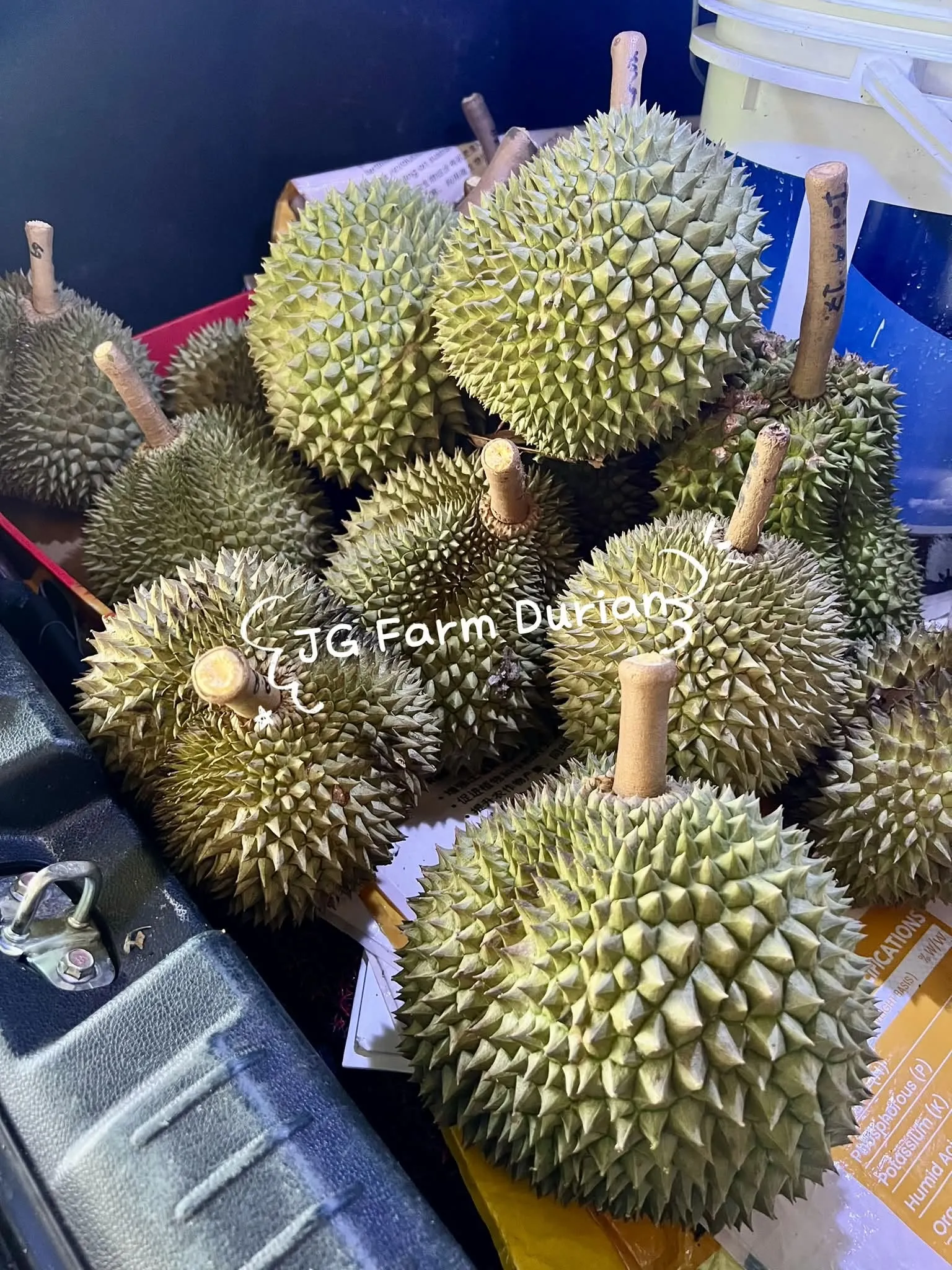 Freshly picked Black Thorn durians stacked and ready for sale