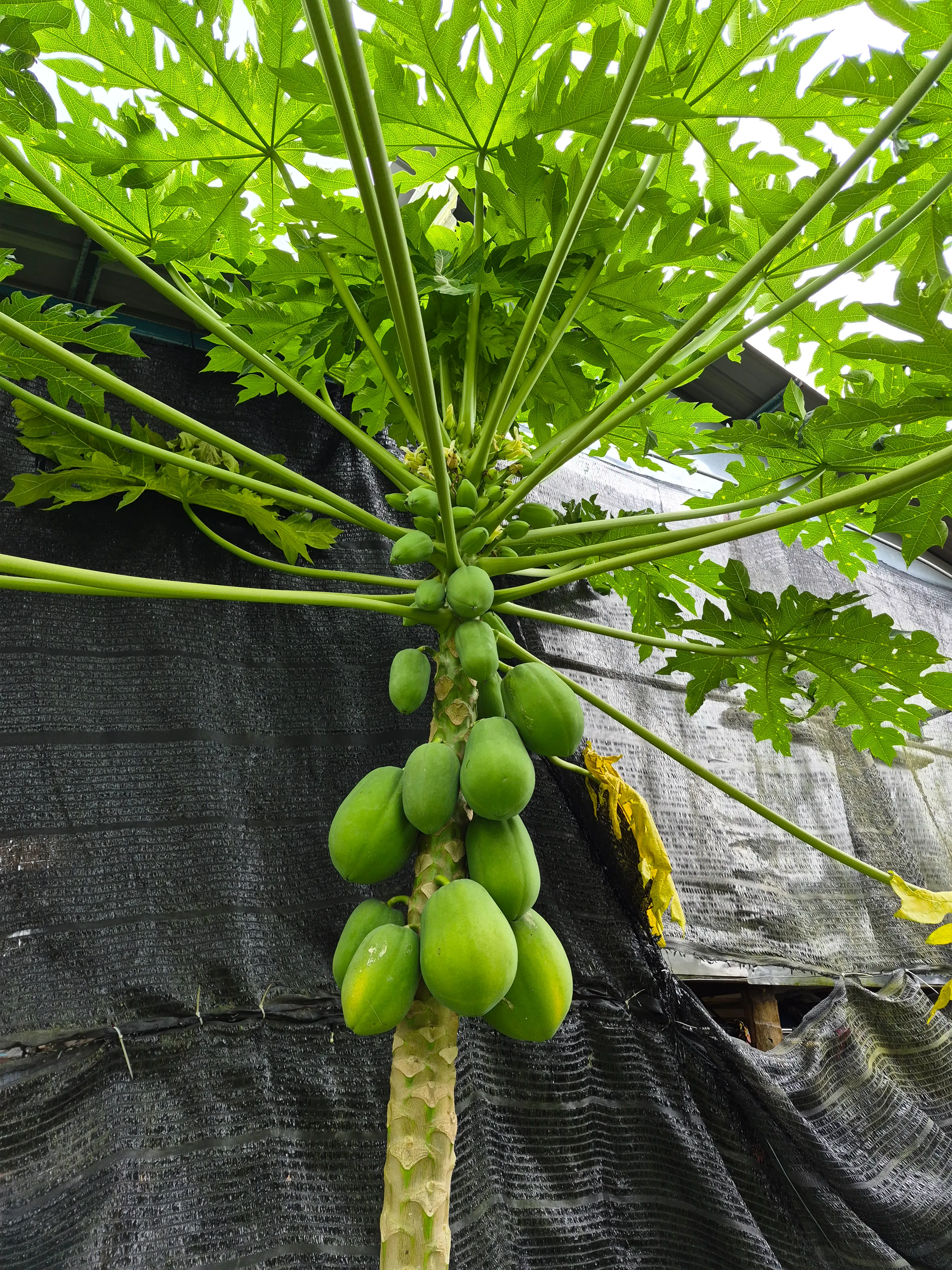 Cluster of green papayas ripening on a papaya tree at JG Farm