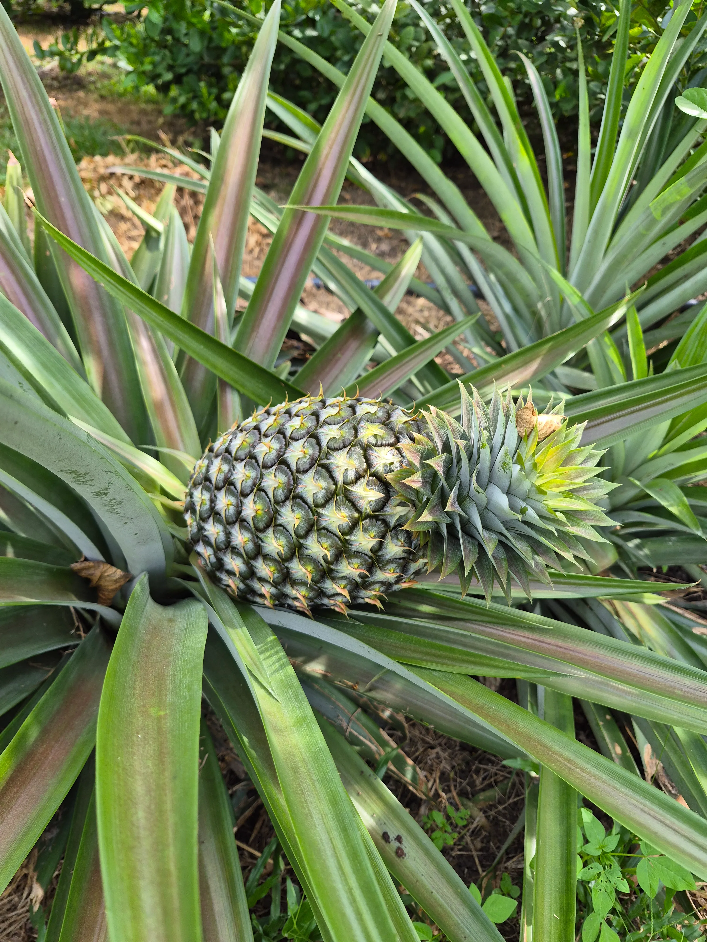 A pineapple ripening amid its spiky leaves at JG Farm