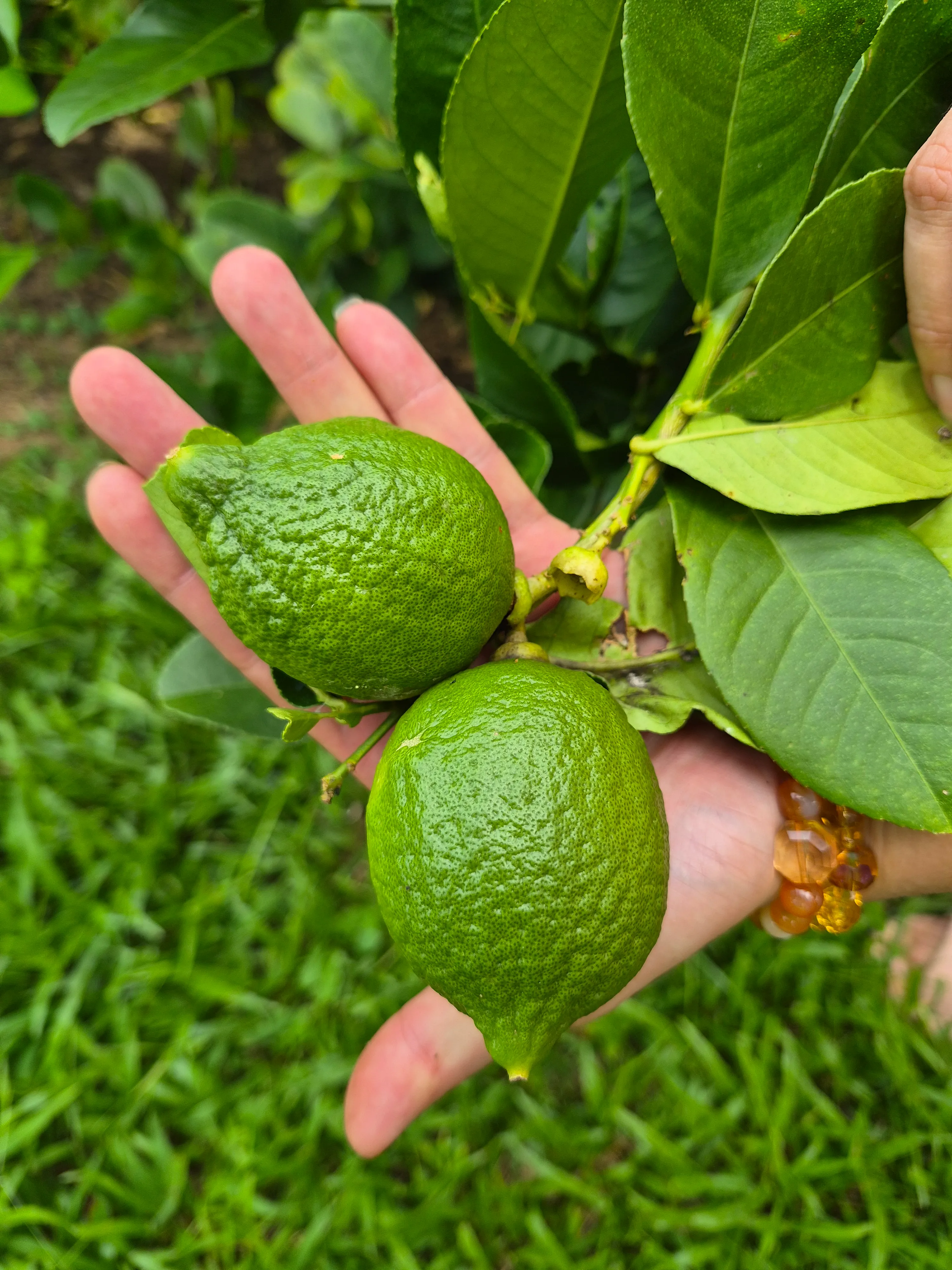 Hand cradling freshly grown Guangdong Perfume Lemons on the branch at JG Farm, Kuantan