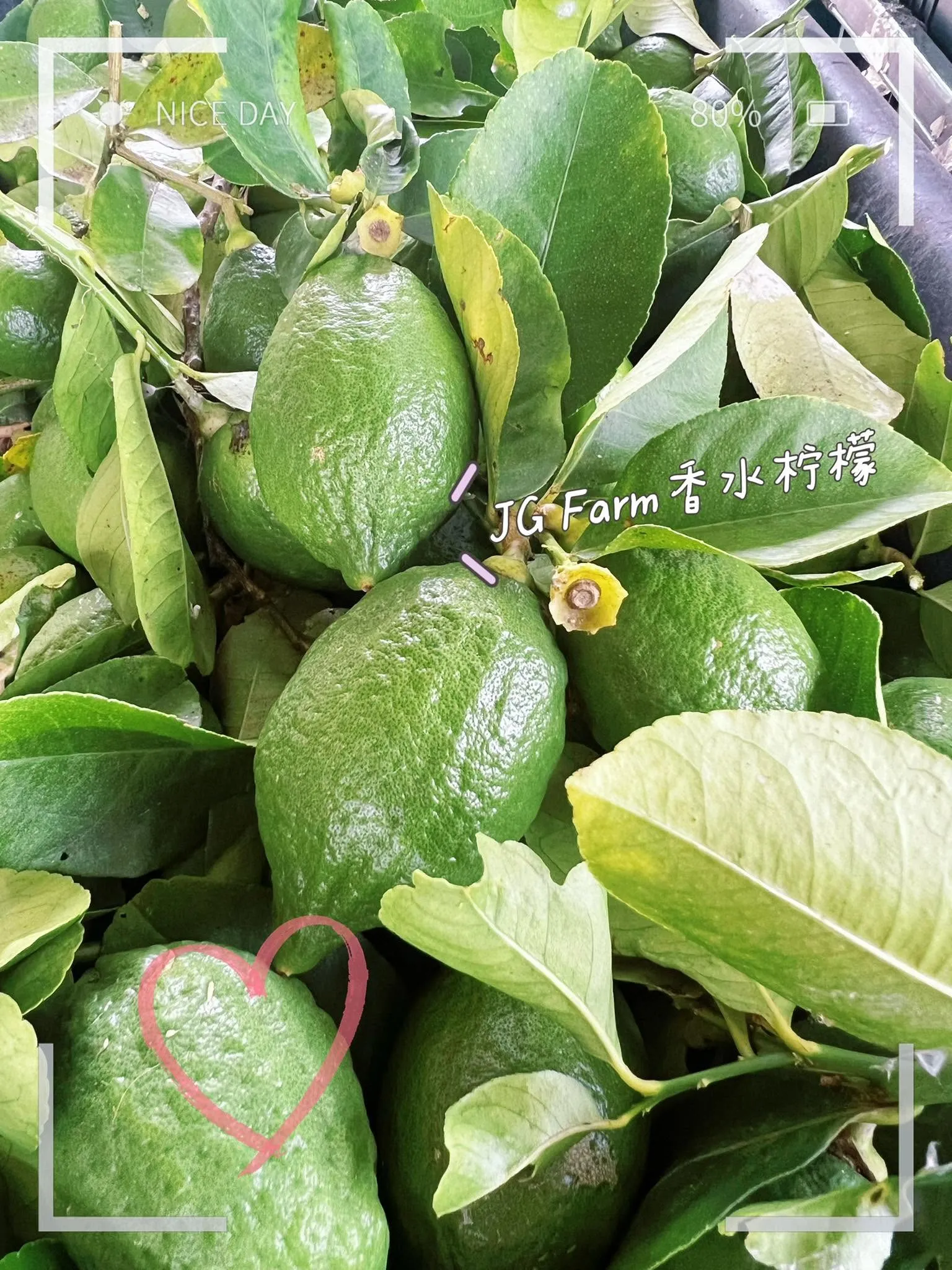 Freshly grown Guangdong Perfume Lemons ripening on the branch