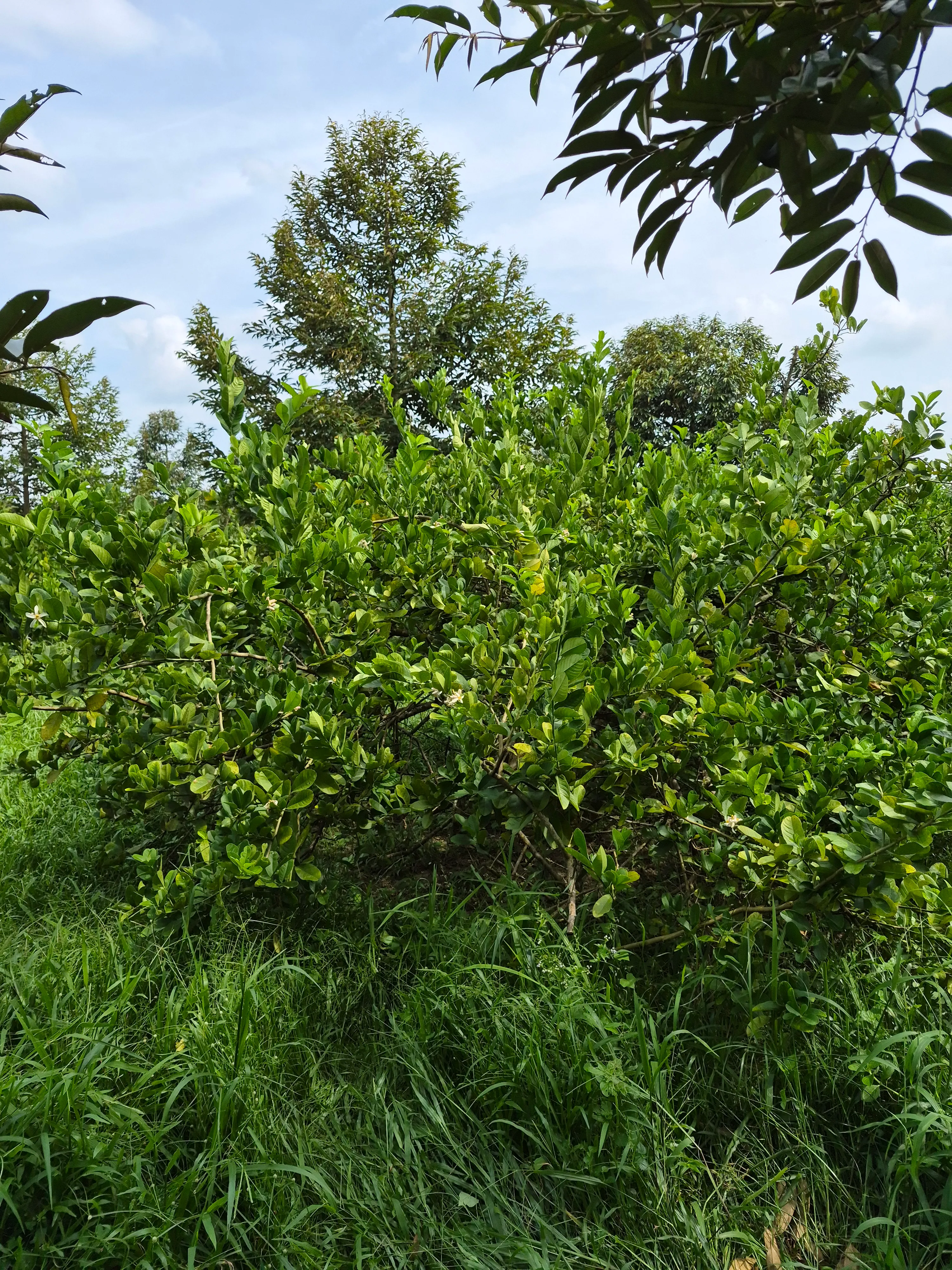 Row of perfume lemon trees growing along the field edge at JG Farm