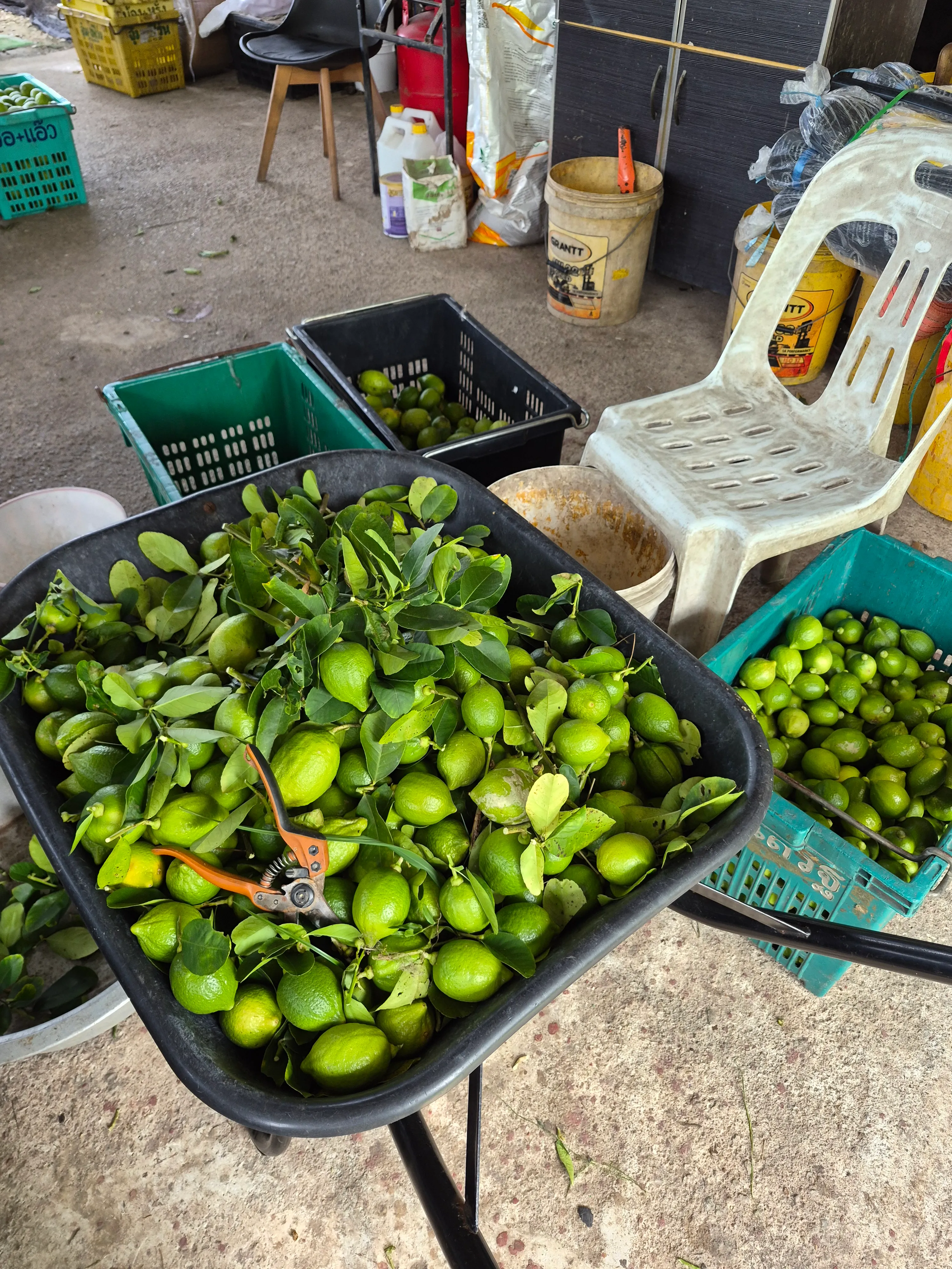 Freshly harvested lemons piled high, ready for sorting