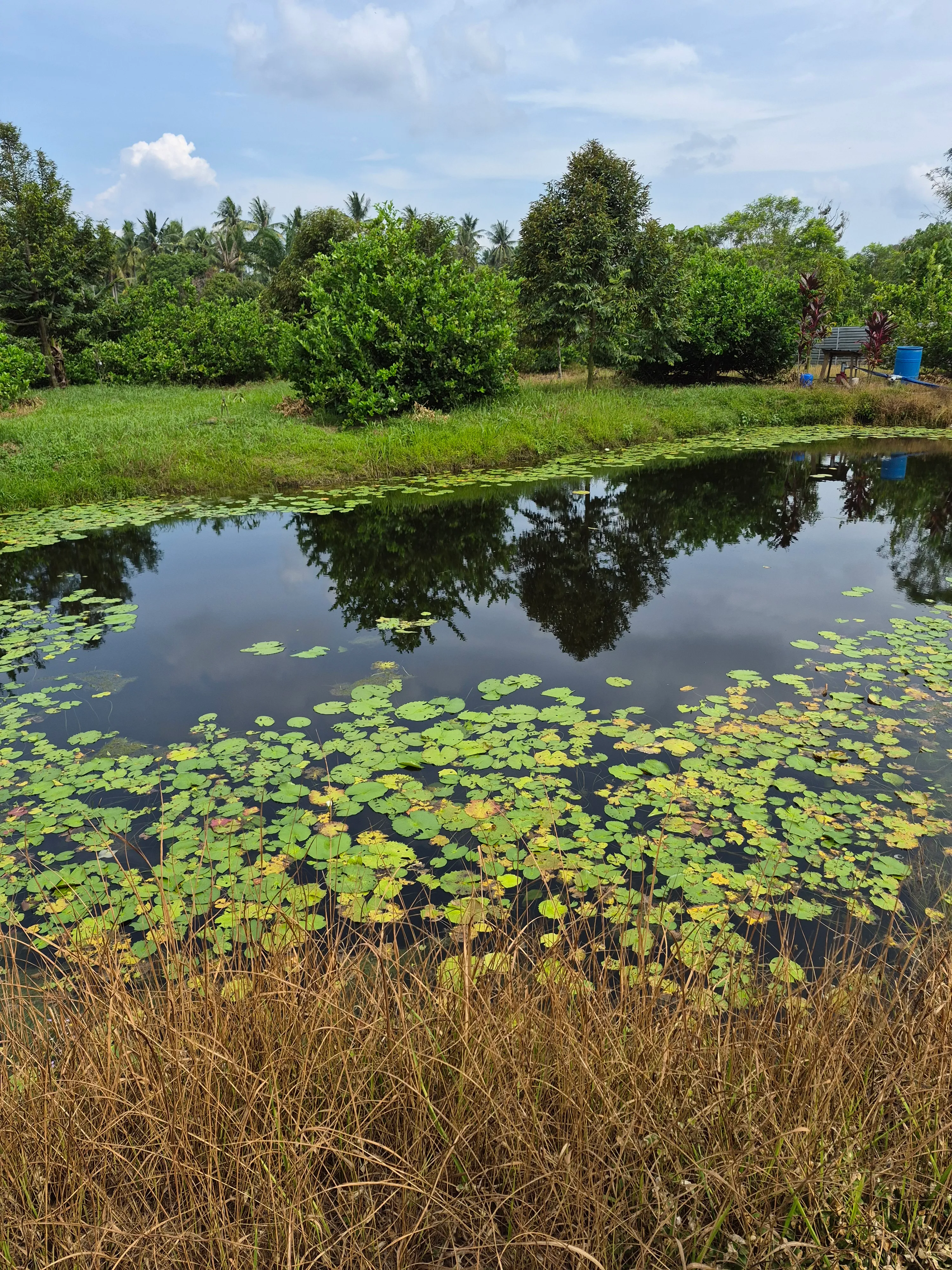 A tranquil lily pond bordering the fields at JG Farm