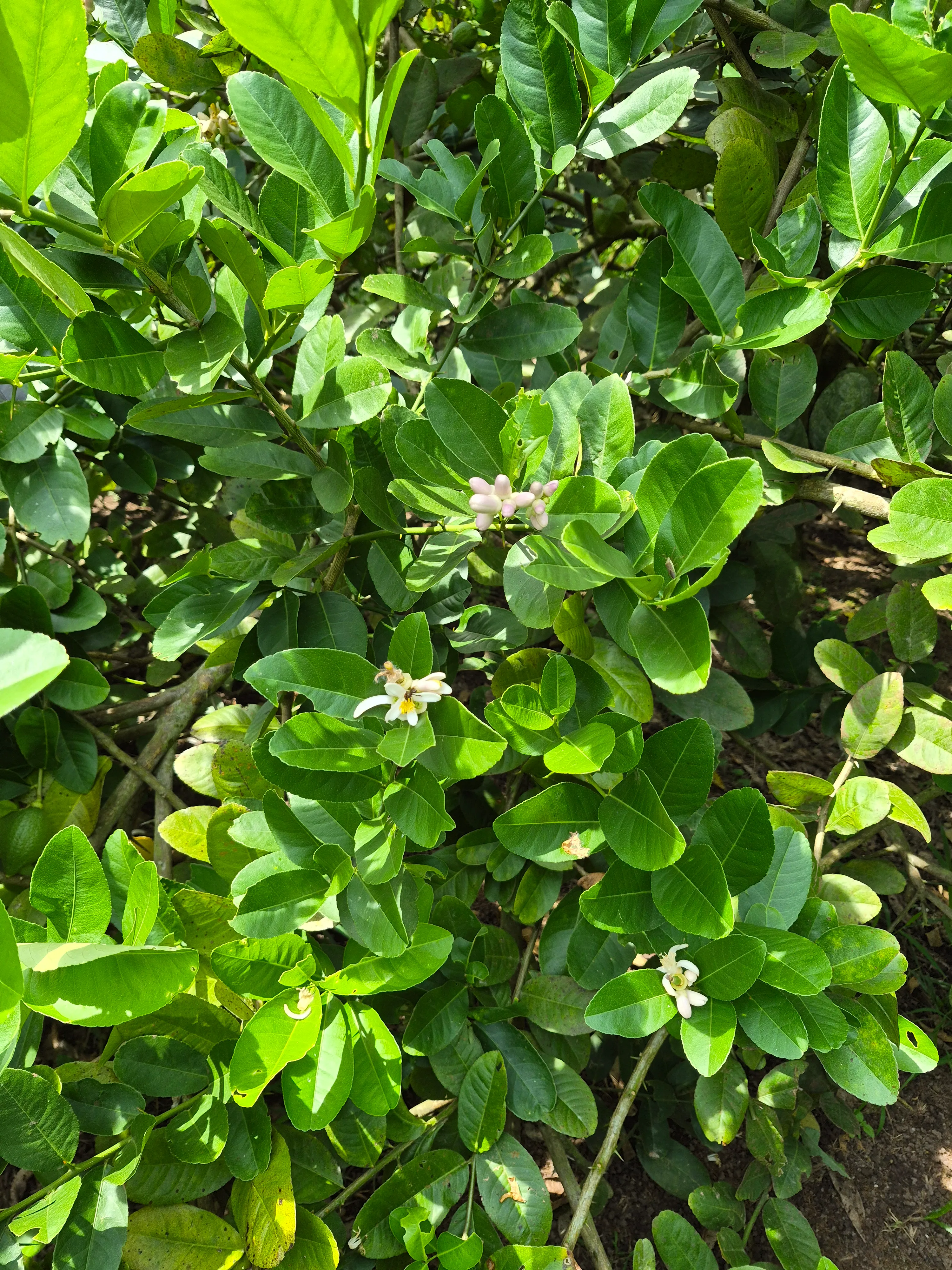Fragrant white lemon blossoms blooming amid the grove foliage