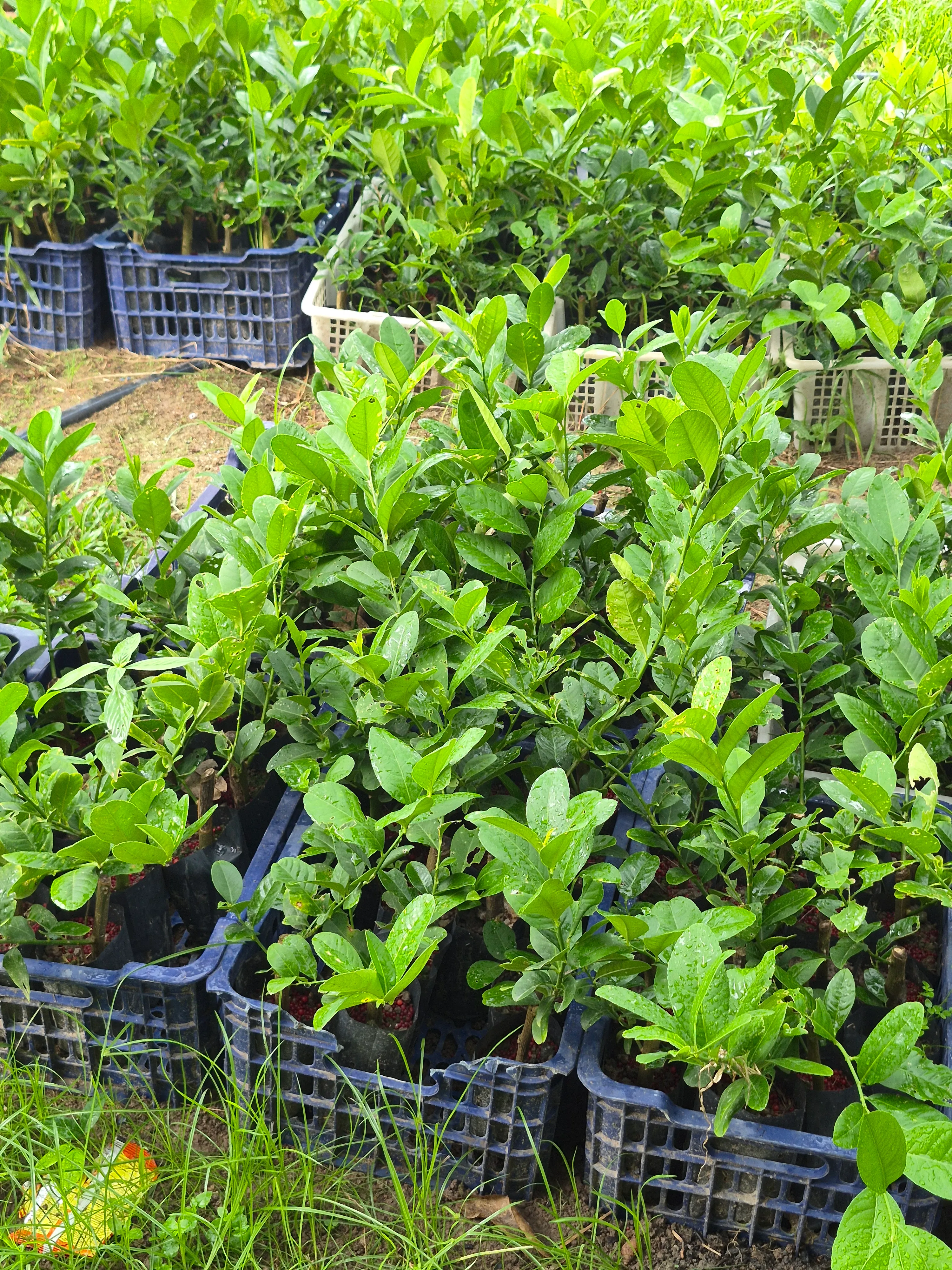 Young potted lemon seedlings arranged in crates, ready for planting