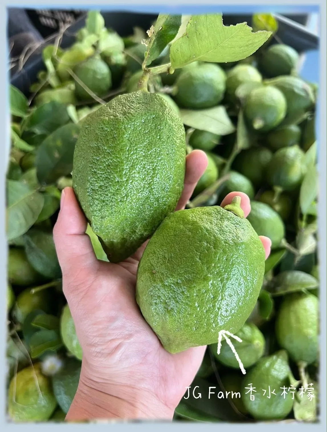 Hand holding a pair of freshly picked Guangdong Perfume Lemons at JG Farm