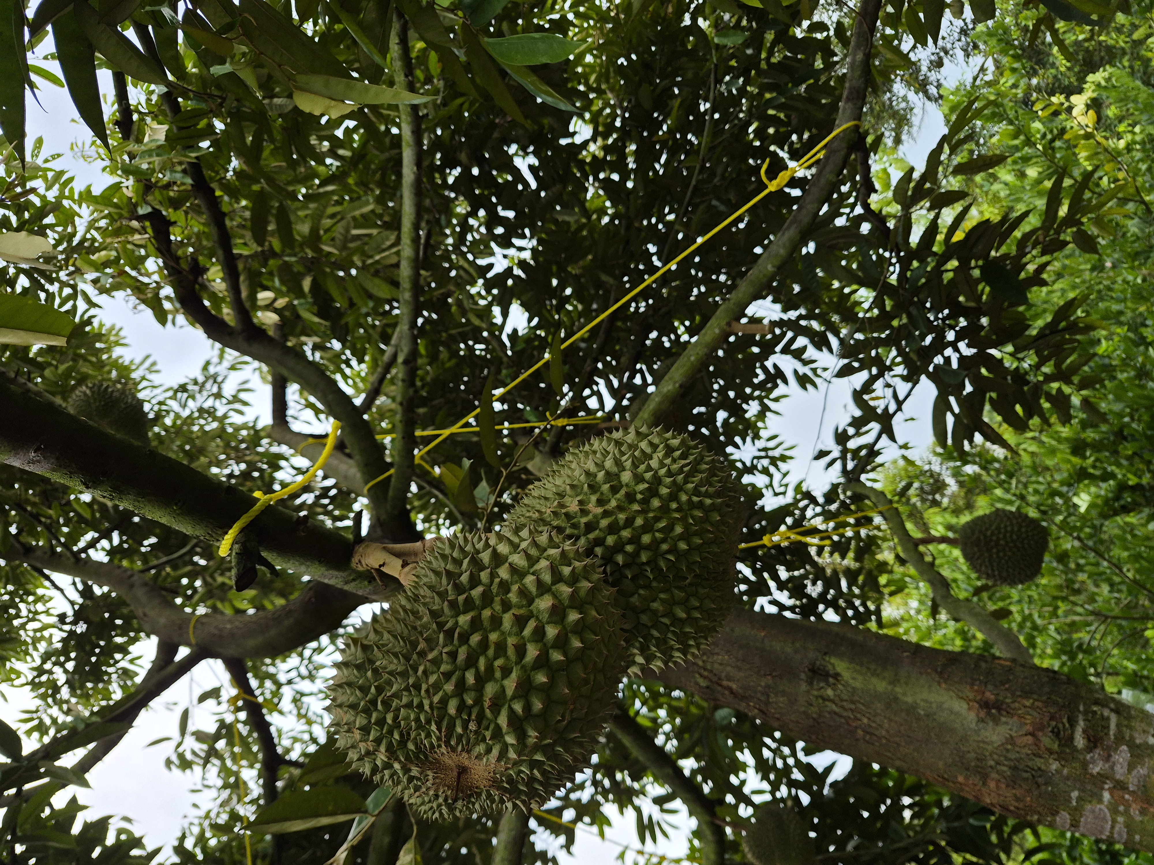 Black Thorn durian fruit hanging in the tree canopy, tied for support