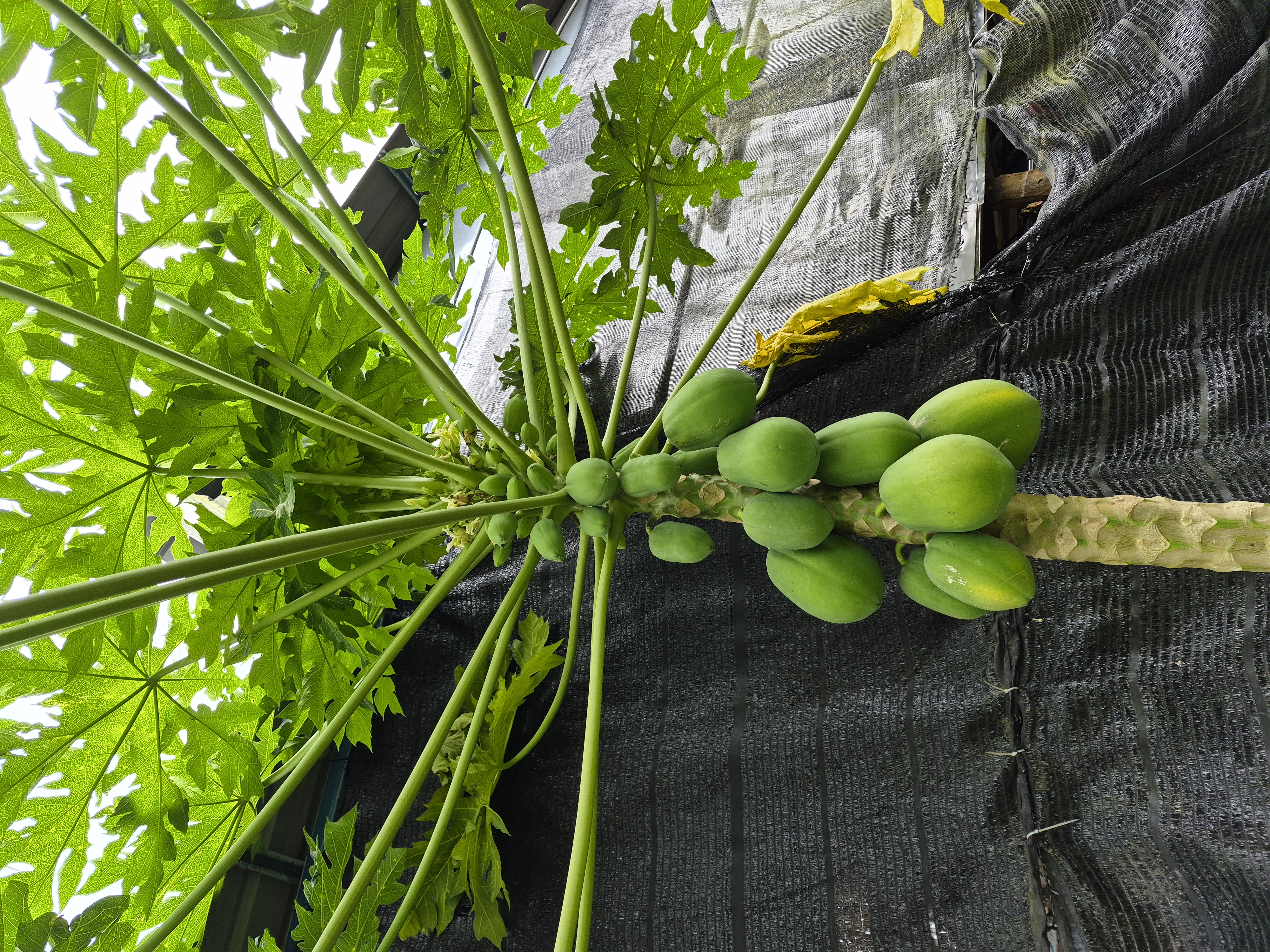 Cluster of green papayas ripening on a papaya tree at JG Farm