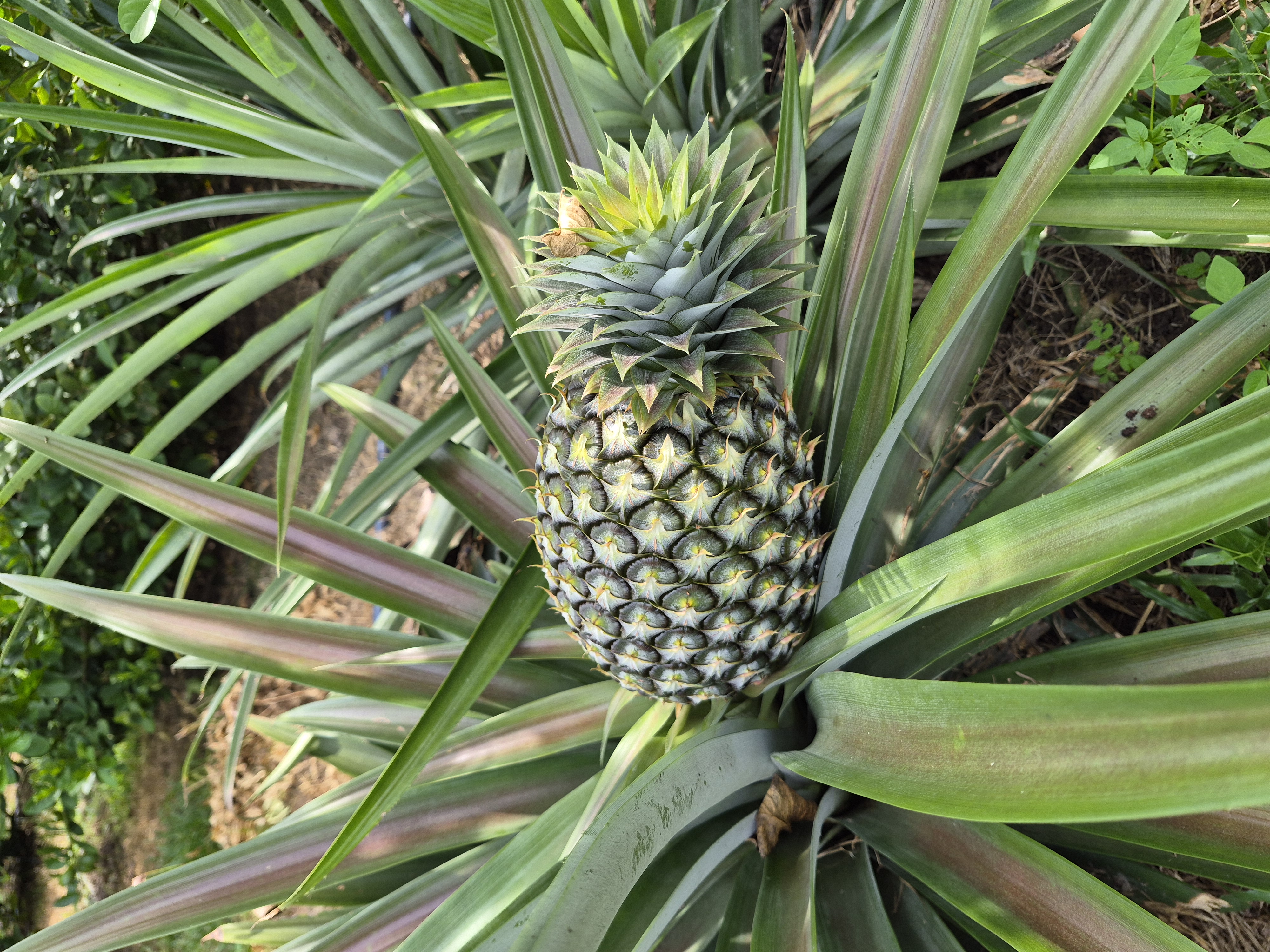 A pineapple ripening amid its spiky leaves at JG Farm