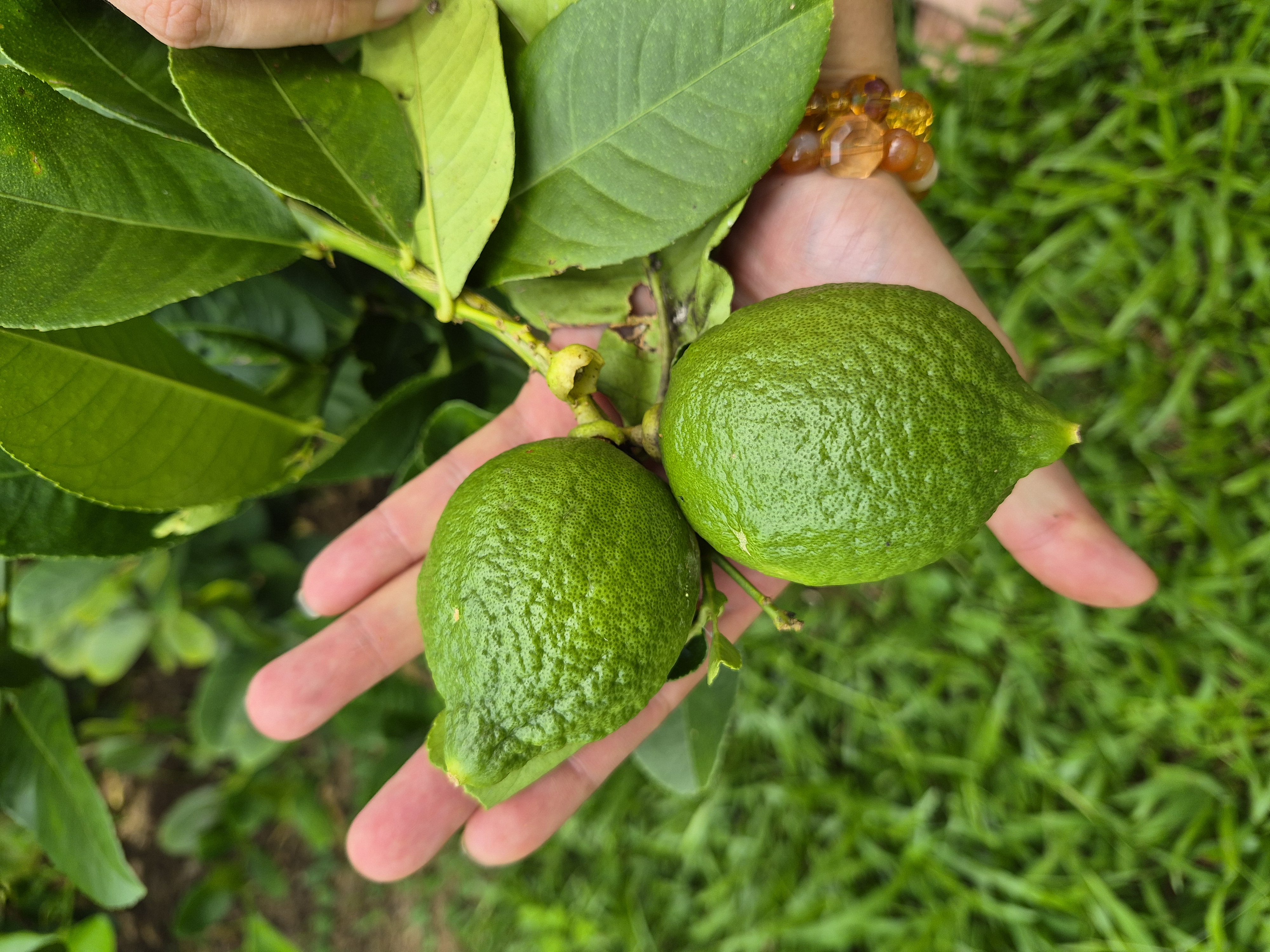 Hand cradling freshly grown Guangdong Perfume Lemons on the branch at JG Farm, Kuantan