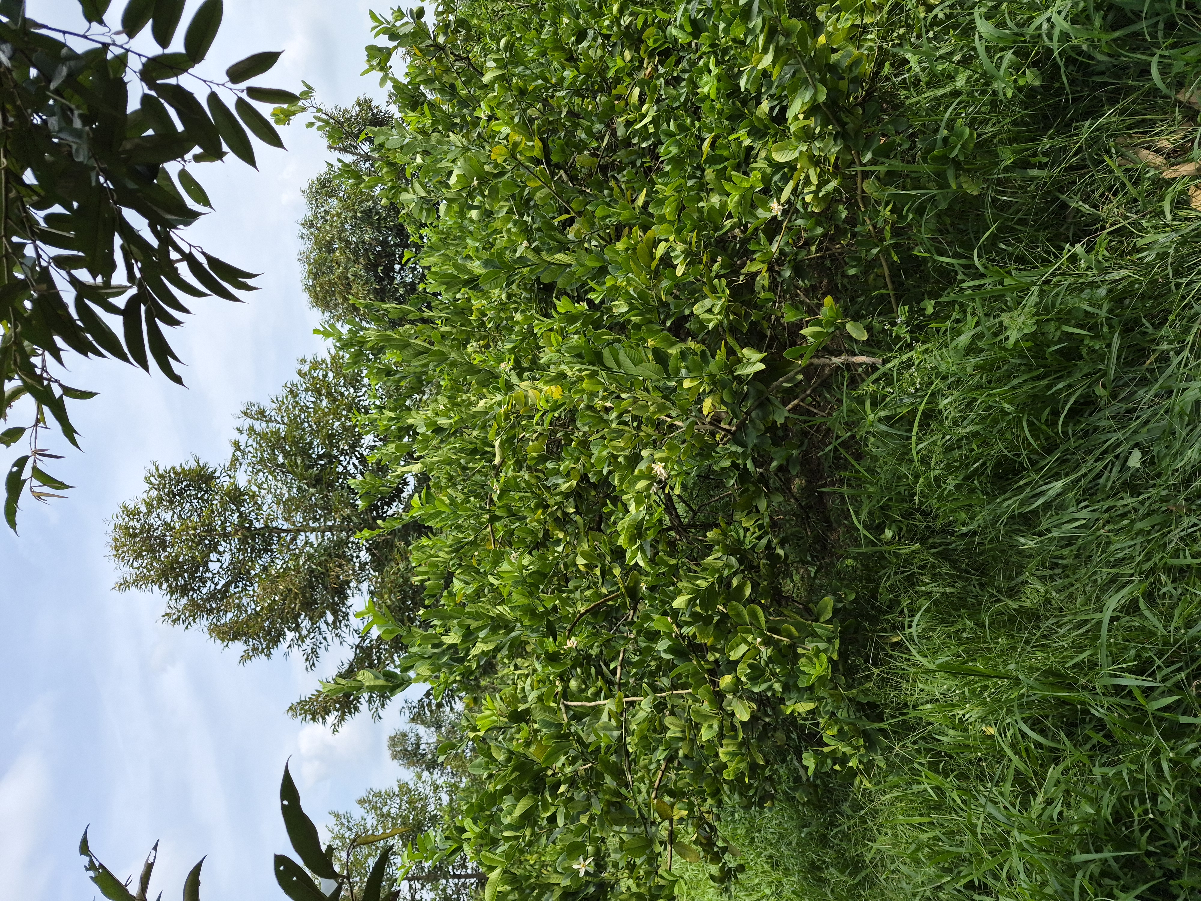 Row of perfume lemon trees growing along the field edge at JG Farm