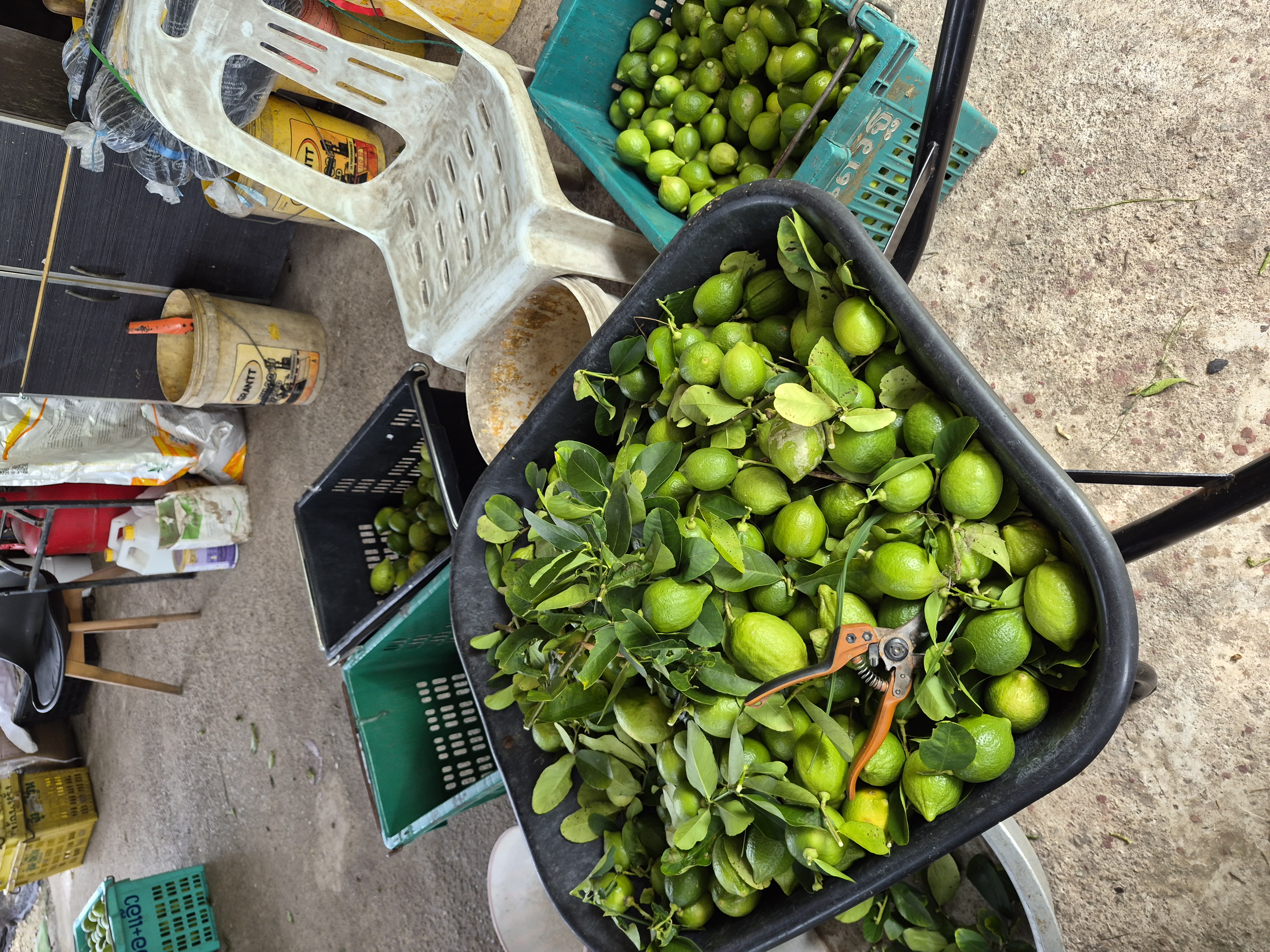 Freshly harvested lemons piled high, ready for sorting