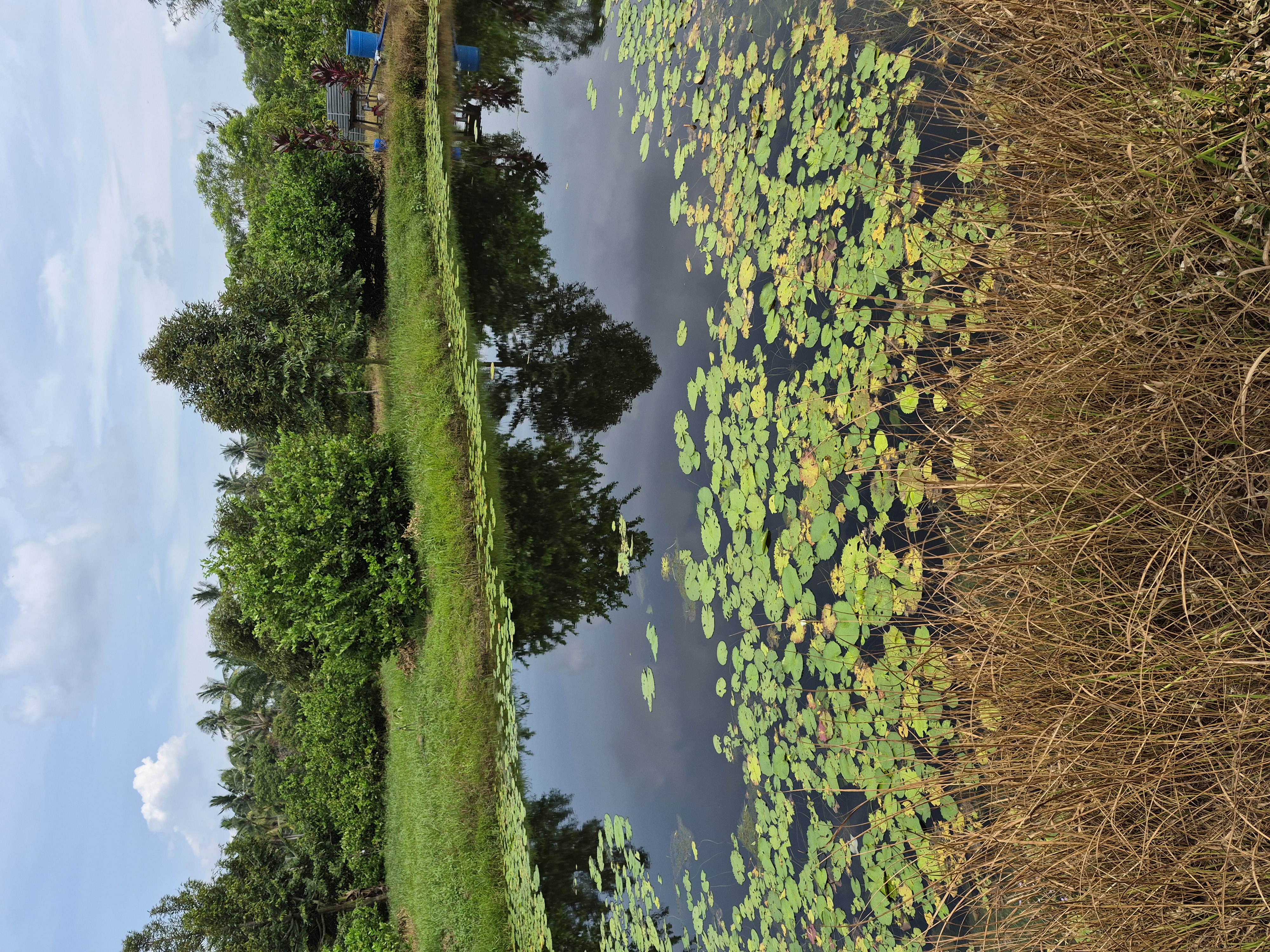 A tranquil lily pond bordering the fields at JG Farm