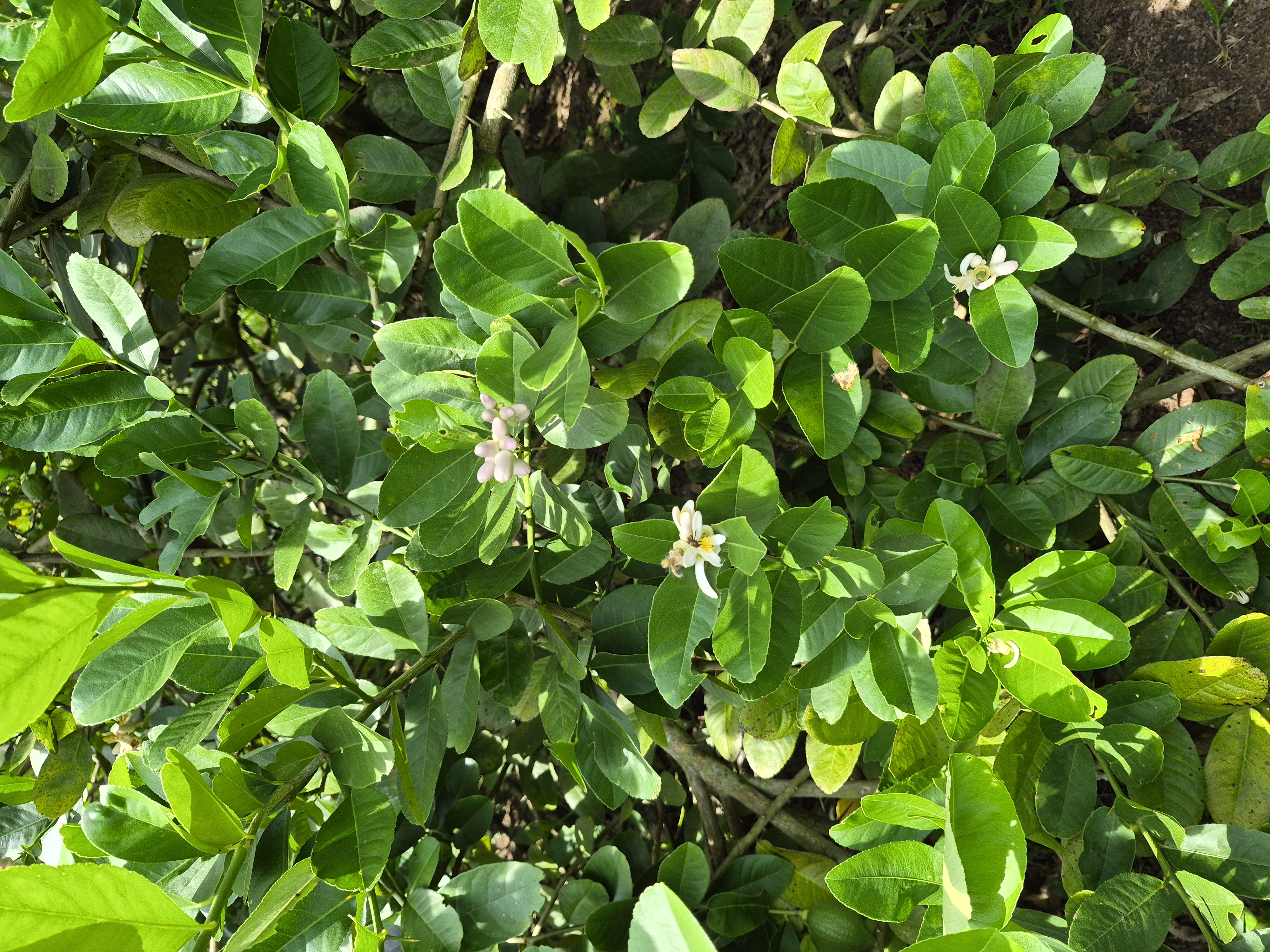 Fragrant white lemon blossoms blooming amid the grove foliage