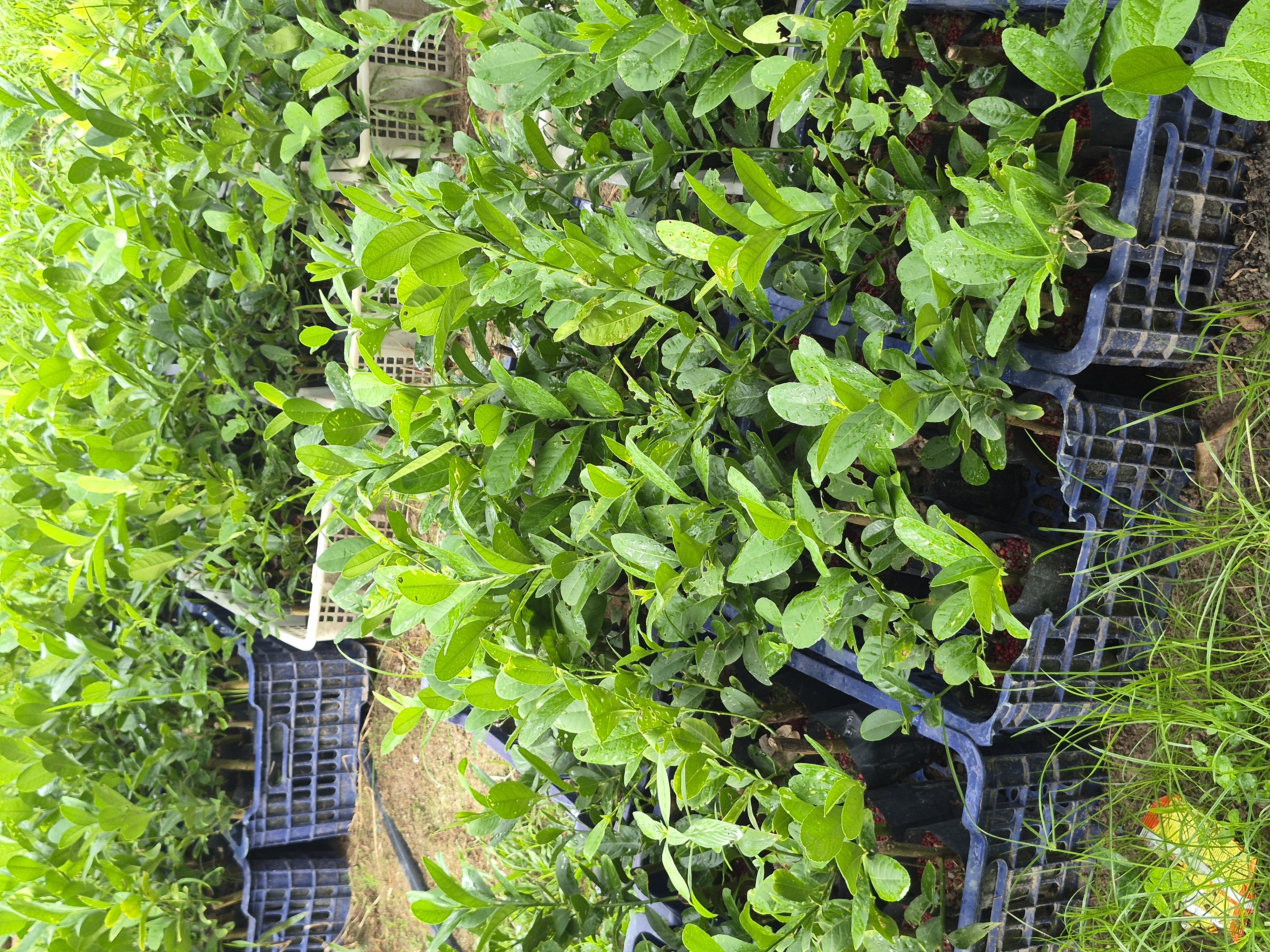 Young potted lemon seedlings arranged in crates, ready for planting